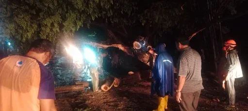 pj buleleng pohon tumbang