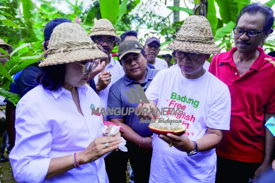 Kebun Kakao (4)