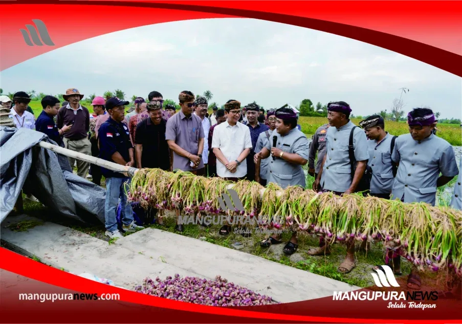 panen perdana bawang merah (2)