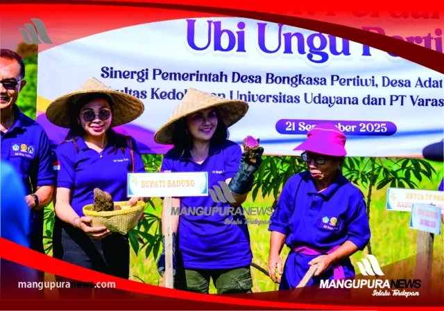 panen perdana ubi ungu (1)