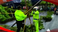 polsek abiansemal bantu evakuasi pohon tumbang