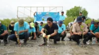 wagub giri prasta tanam bibit mangrove