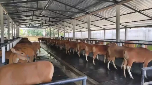 kuota pengiriman sapi