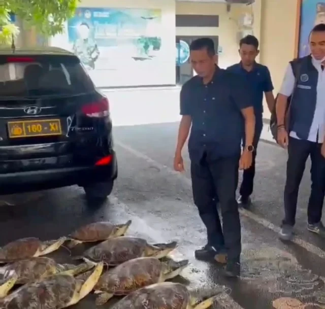 21 ekor penyu hijau kini diamankan di ditpolairud polda bali