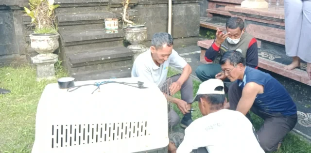 satwa liar dilindungi ini dievakuasi oleh tim gabungan