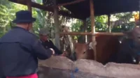 unit reskrim polsek petang ungkap pencurian sapi di petang