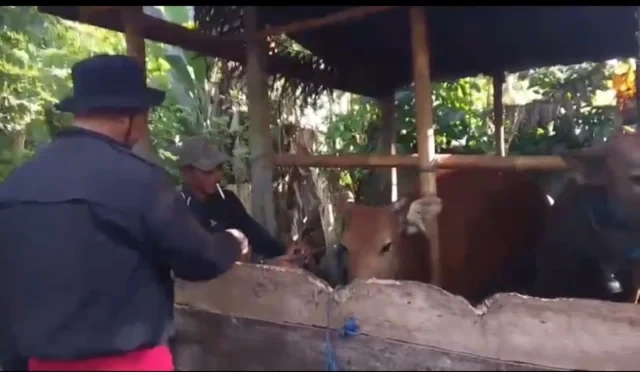 unit reskrim polsek petang ungkap pencurian sapi di petang
